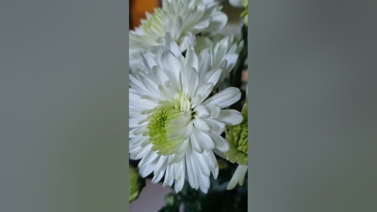 DOLLY PARTON SINGING "WILD FLOWERS " #dollyparton #wildflowers #freshflowers #cutflowers #dolly
