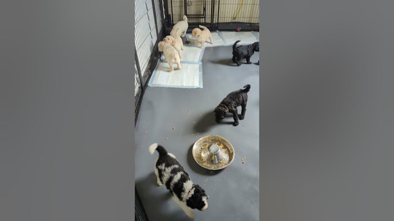 5 week old goldendoodle puppies eating and romping YouTube