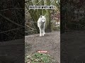 #Beautiful white #wolf #mooie witte wolf #wolves #wolven #lion #jaquar #Artis dierentuin Amsterdam