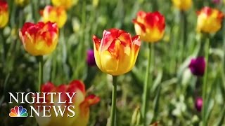 Michigan Town Celebrates Spring With 4,500,000 Tulips | NBC Nightly News