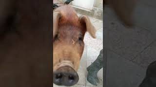Os presento a la estrella de las fiestas del Cocido de Lalín (Pontevedra - España) de este 2022