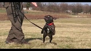 Best Dog Trainers in Columbus, Ohio! 6 Month Old French Bulldog, Samson!