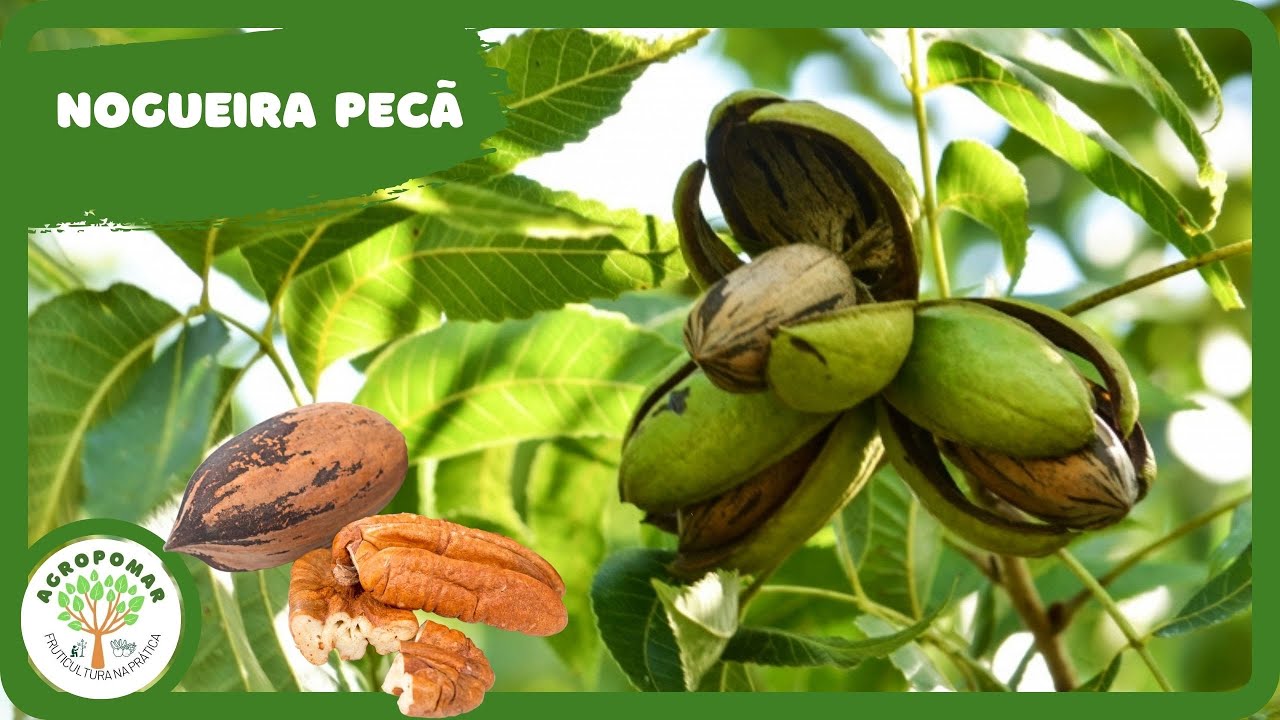 CULTIVO DA NOGUEIRA PECÃ (NOZ PECAN)