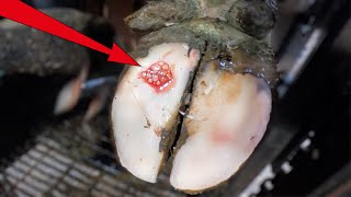 PUS BUBBLES & SPRAYS out of cow's HOOF