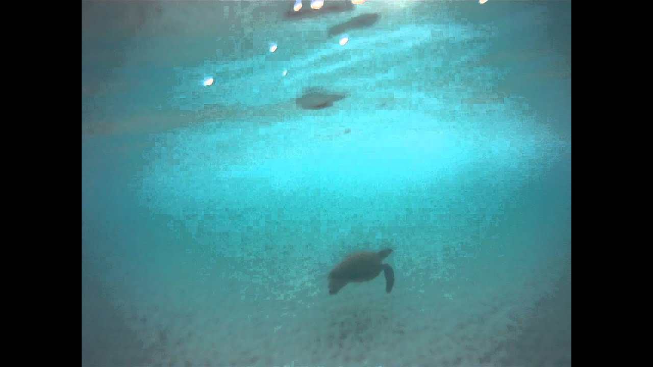 Swimming with a sea turtle at Slaughterhouse Beach