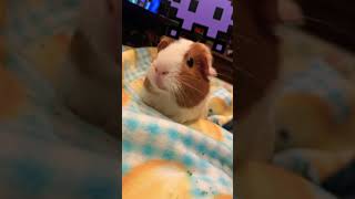 Guinea pig wheeking and squeaking