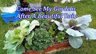 Come See My Gardens After A Beautiful Rain