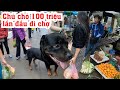 Rottweiler Trị Giá 50 Triệu Vi Hành Giữa Chợ Gặp Fan Và Cái Kết Đầy Bất Ngờ | SBATVC