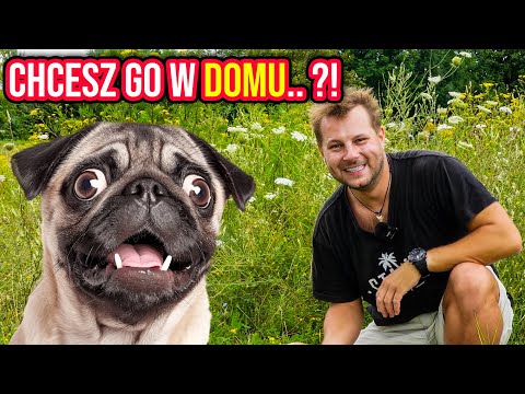 CIEKAWOSTKI O HODOWLI MOPSA W DOMU