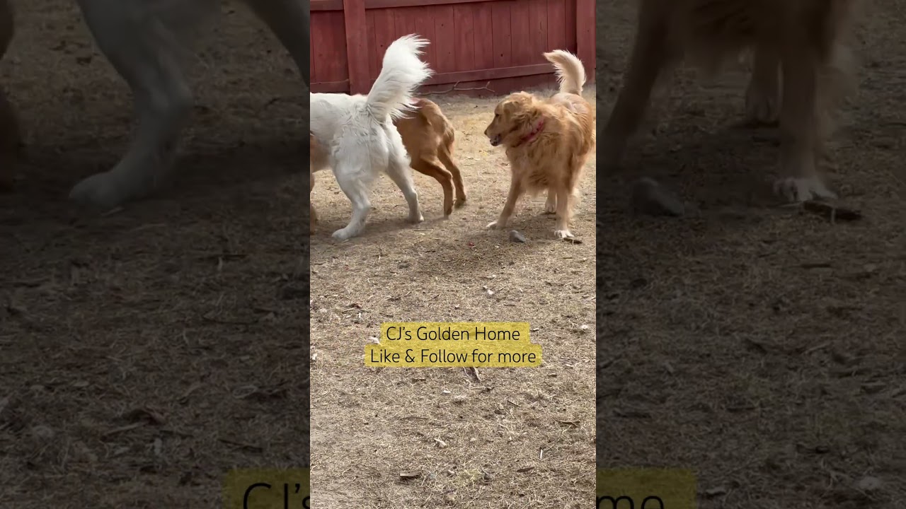 CJ’s Golden Home💛🐾💛 Molly Mae