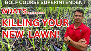 This Will Save Your New Lawn!