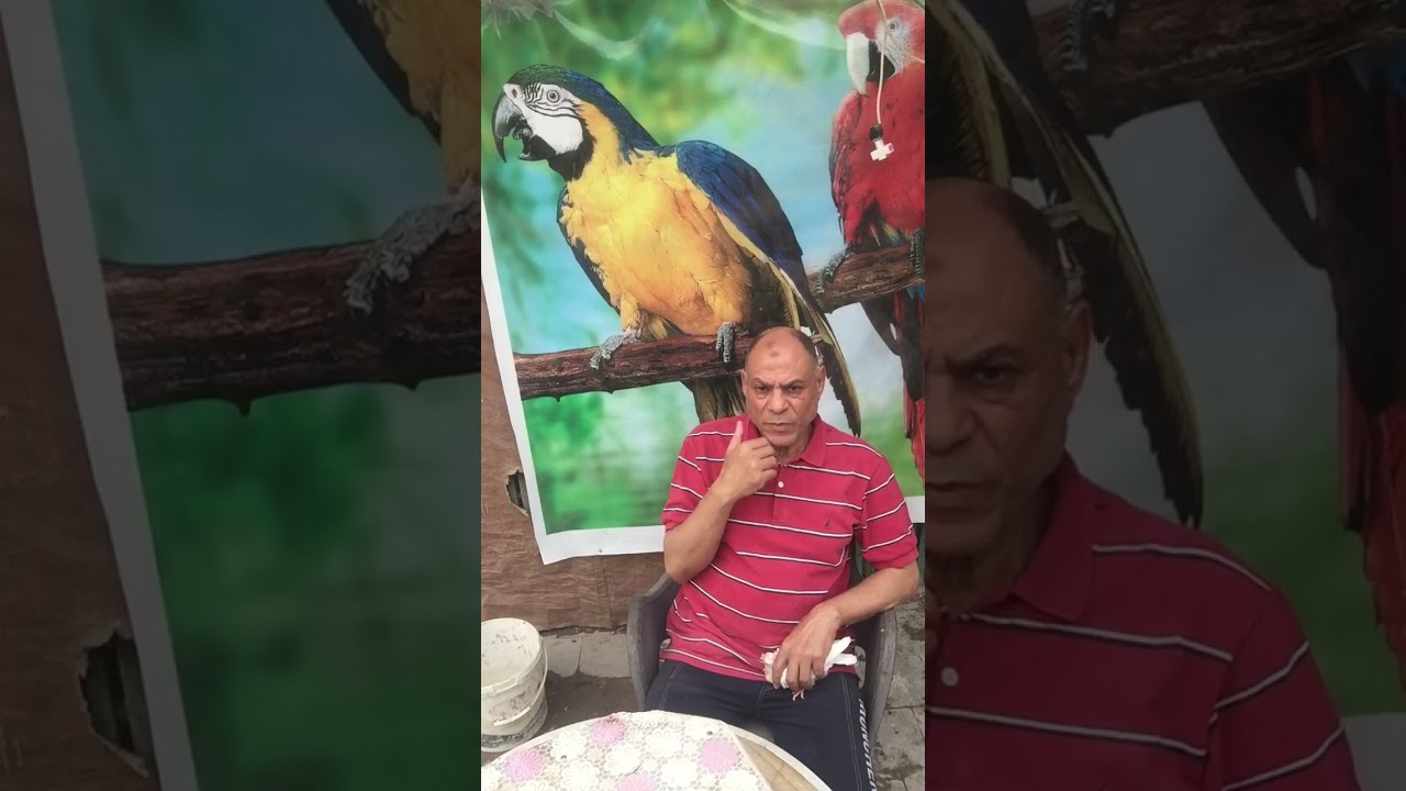 الحمام الغزار الصافي كامل شامل شماله  عكشه. اصلي مصري.