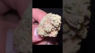 Curaleaf Banana Puddintain