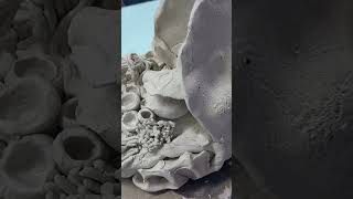 web timelapse web timelapse