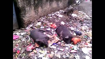 PIGS LYING ON GARBAGE |Short Film 2016 | Yes Foundation |