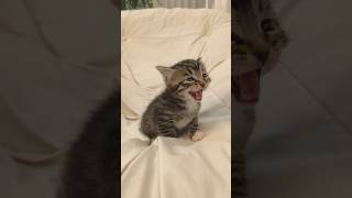 Tiếng Kêu Tan Chảy Trái Tim