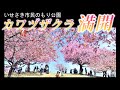 陽気に誘われ河津桜も満開🌸観測4地点で今年初の「夏日」🌞群馬
