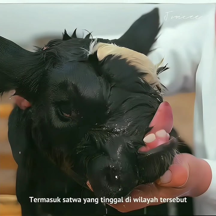 These are the creatures that were formed as a result of the Chernobyl nuclear tragedy.