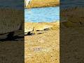 The breeding season in Nile crocodile. #wildlife #animals #shorts