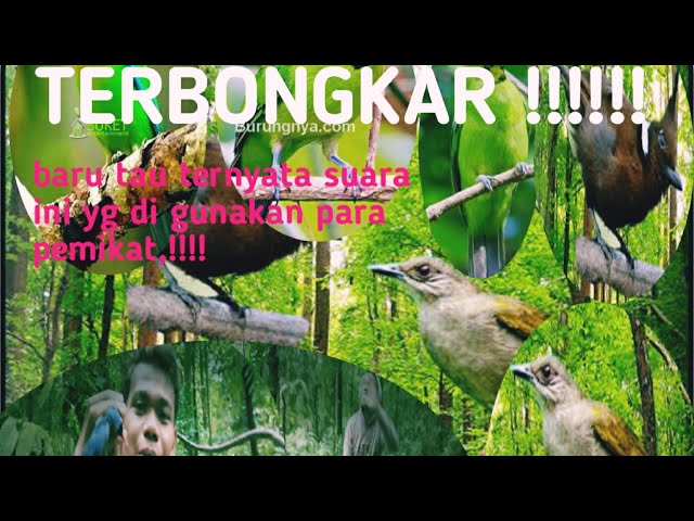 TERBONGKAR !!!! suara pikat burung ribut,UNTUK MIKAT BURUNG HUTAN class=