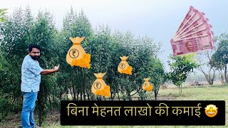 बिना मेहनत खेती से पैसा ही पैसा || Organic Farming Technique ||Earning in Agriculture|| Hello Kisaan by Hello Kisaan 18,308 views 1 year ago 5 minutes, 34 seconds