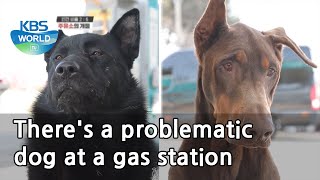 There's a problematic dog at a gas station (Dogs are incredible) | KBS WORLD TV 210526