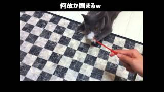 猫じゃらしで遊ぶハムちゃん編