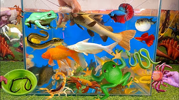 Tổng hợp các video cá cảnh đẹp, động vật dễ thương, cá trê hồng vỹ, cá dạ quang, cá thủy sinh