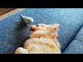 チワワにチュ。キスするインコ。