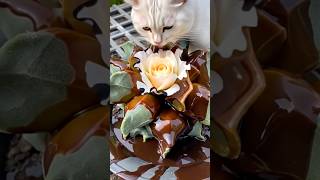 Astrophytum Myriostigma Sprezeland