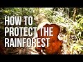 How to Protect the Rainforest