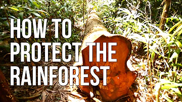 How to Protect the Rainforest