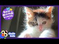 Little Lost Kitten Is Now A Dog’s Best Friend | Animal Videos For Kids | Dodo Kids