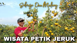WISATA PETIK JERUK DI MALANG TERBARU - Cak Hanto