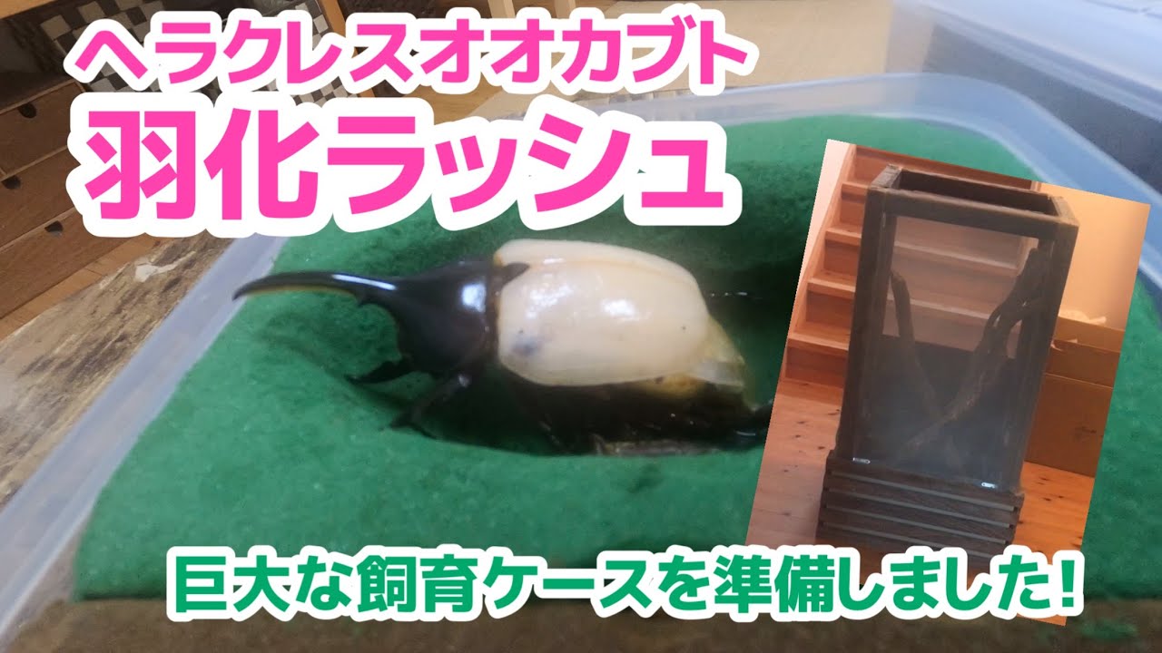 ヘラクレス】羽化ラッシュ！巨大な飼育ケージを自作！ - YouTube