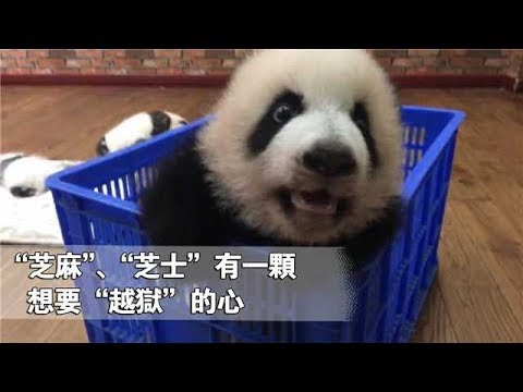 《熊貓早晚安》“芝麻”、“芝士”已經有一顆想要“越獄”的心了 | iPanda