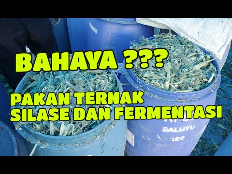 BAHAYA PAKAN SILASE DAN FERMENTASI ??? INILOH DAMPAKNYA TERHADAP KAMBING HAMIL