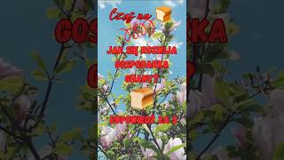 Sucharki | 🍞Jak się rozwija gospodarka Ghany? | 1405 | #shorts #suchary #sucharki