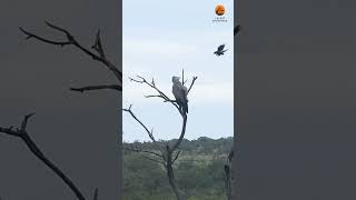 Hawk Gets Bombarded By Birds