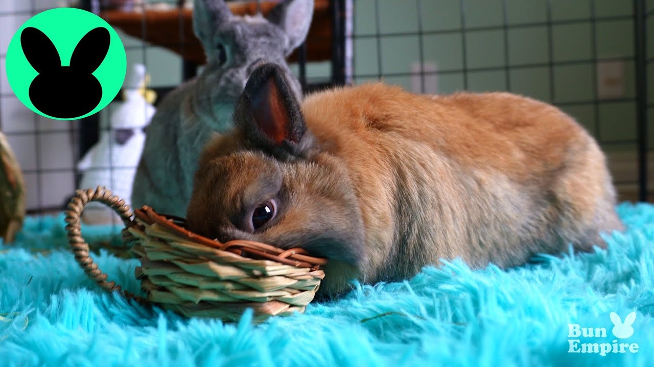Netherland Dwarf Bunnies Enjoy Tea Parties - YouTube