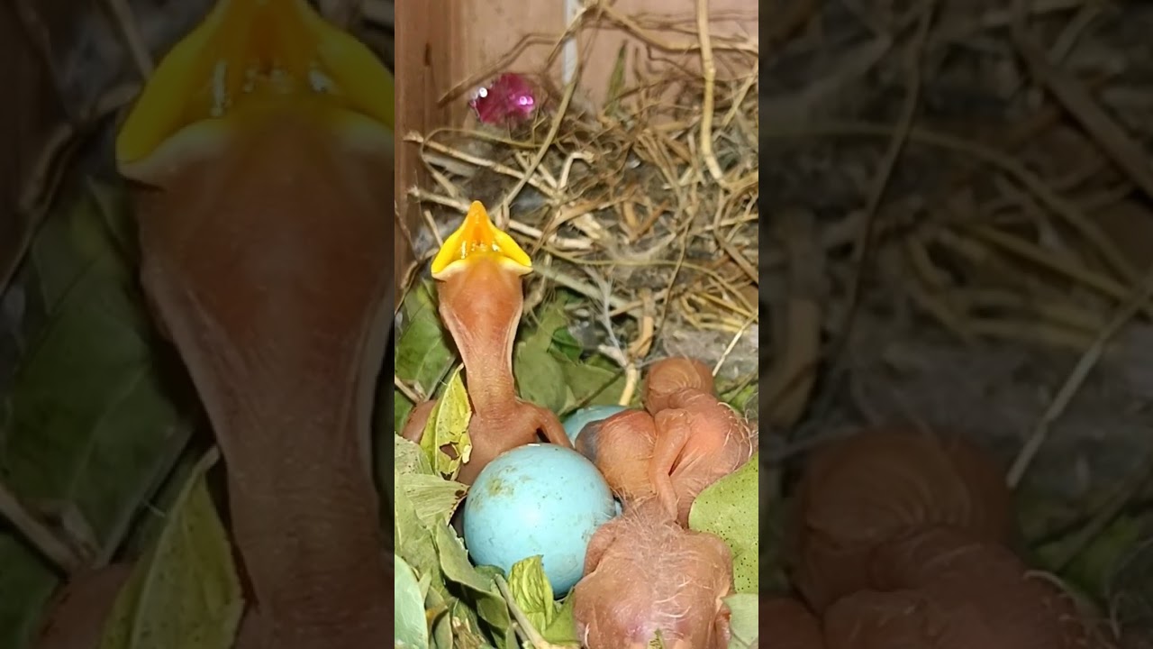 The Wait Continues: Two Myna Bird Eggs Yet to Hatch 