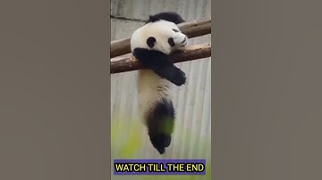 Cute and Funny Moments  | Rolling Panda #shorts #youtubeshorts #viral