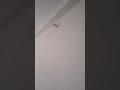 #trending flash lights #viralvideo #short video #new trend #fash light short