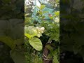 flowers ផ្កាក្រហម​ #nature #fresh #flowers  #cambodia #love