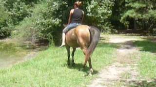 Chip - 9 yr old buckskin QH gelding