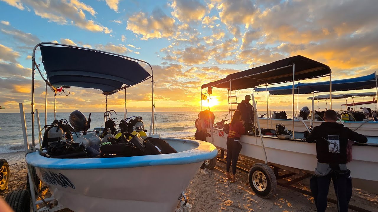Humpback whales & sea lions, scuba diving Cabo Pulmo | v191