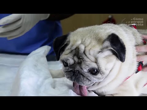 Wideo: Ile Zębów Mają Psy I Czy Mogą Je Stracić?