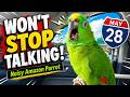 Charlie Murphy the Parrot won't stop talking and singing