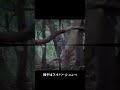 危険!突進してくる雄鹿を近距離狙撃! #狩猟 #忍び猟 #単独猟 #スナイパー