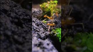 Ants In A Crystal Terrarium (Part 1)